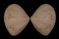 藏品(花蛤)的圖片